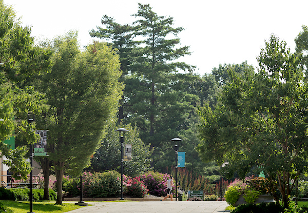 Campus trees